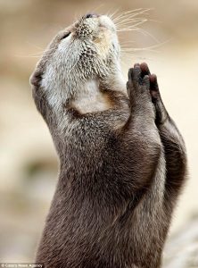 https://timetransportal.com/wp-content/uploads/2017/04/pray-222x300.jpg